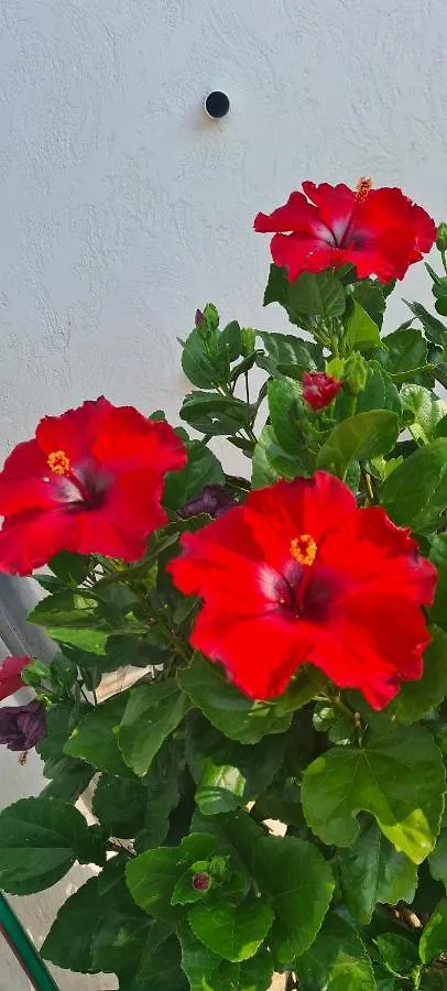 Corniche Du Paradis Roquebrune-sur-Argens Bed & Breakfast